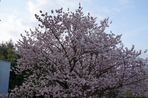 DSC05551