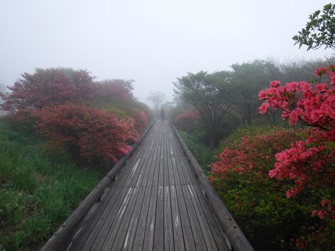 084 八幡つつじ園地(3)。