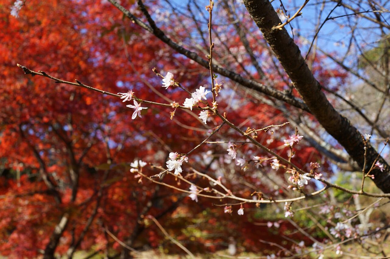 No 1679 神川町 冬桜の宿神泉 旅館 で一杯 19年11月16日入湯 山から下りたらこんな店 副隊長の自己満足 No 1679 神川町 冬桜の宿神泉 旅館 で一杯 19年11月16日入湯 山から下りたらこんな店 副隊長の自己満足