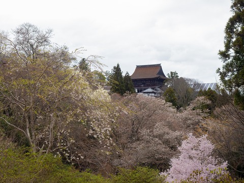 146 桜と蔵王堂。