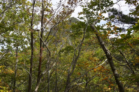 _DSC4541