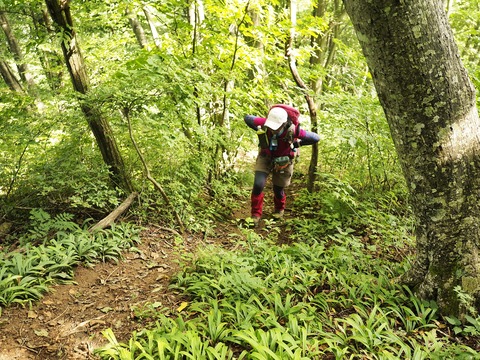 194 山登りらしくなった。