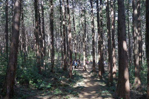 40 大高取山直下に大集団が屯していた。