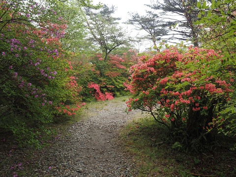 090 八幡つつじ園地(9)。