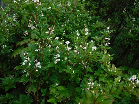 091 この先はこの花が目立った。