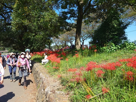 64 巾着田の曼珠沙華その6。