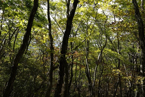 _DSC4537