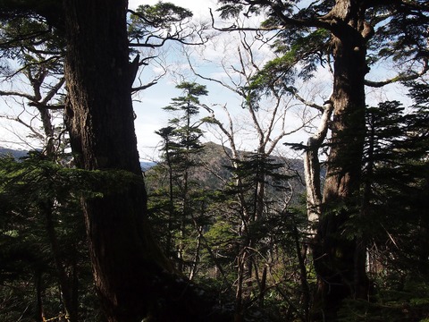 108 木々の間から帝釈山