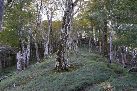 035 あそこが行者還岳山頂か？