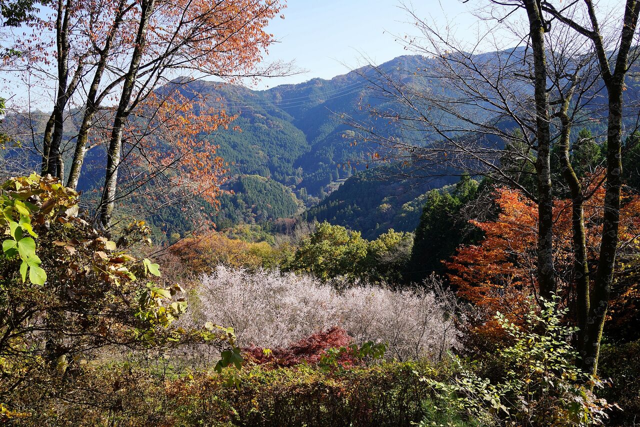 No 1679 神川町 冬桜の宿神泉 旅館 で一杯 19年11月16日入湯 山から下りたらこんな店 副隊長の自己満足