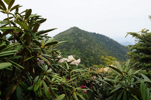 018 シャクナゲの向こうに西篭ノ登山。