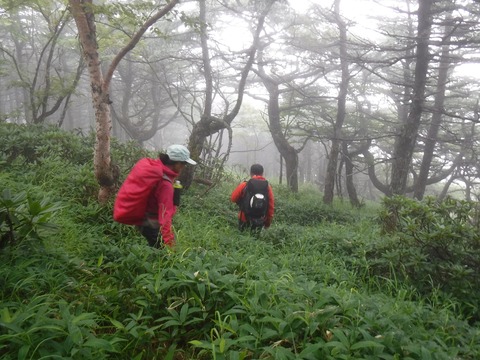 41 足元が見えないが踏み跡は有る。