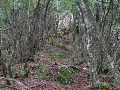 19 あそこが山頂か。