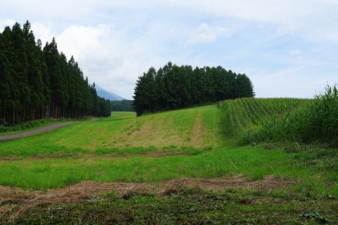 137 牧草地と玉蜀黍畑。