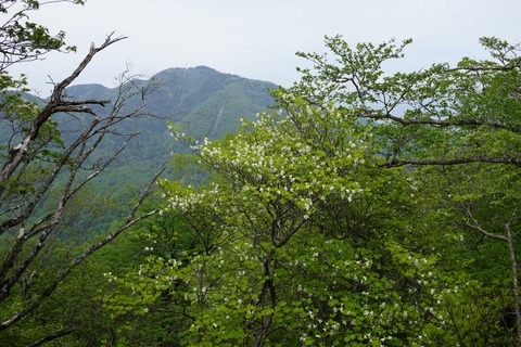 067 前黒山とシロヤシオ。