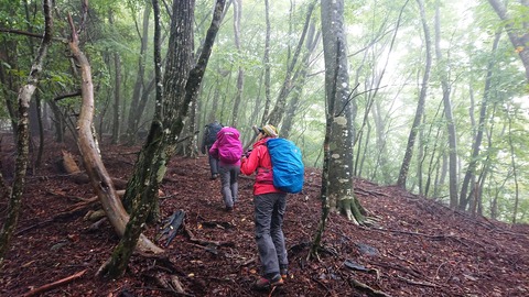 11 広葉樹林帯は明るい。