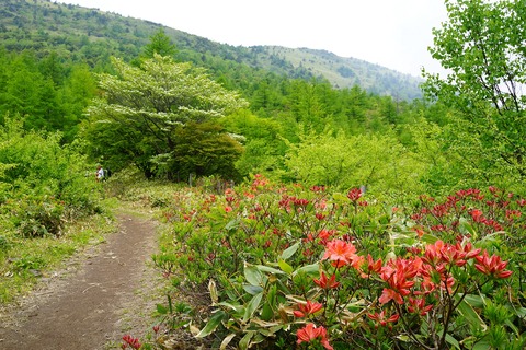 076 向こうの山の斜面にもレンゲツツジがあるようだ。