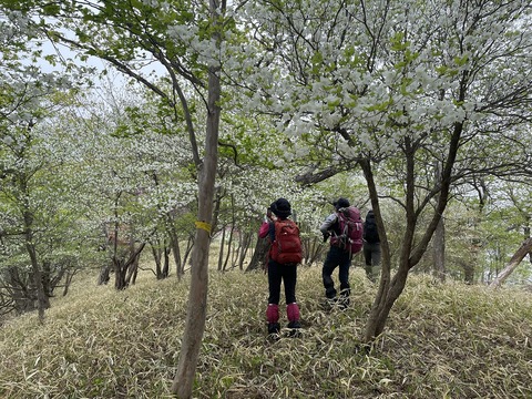 44 標高1,311m付近はもうシロヤシオの世界。