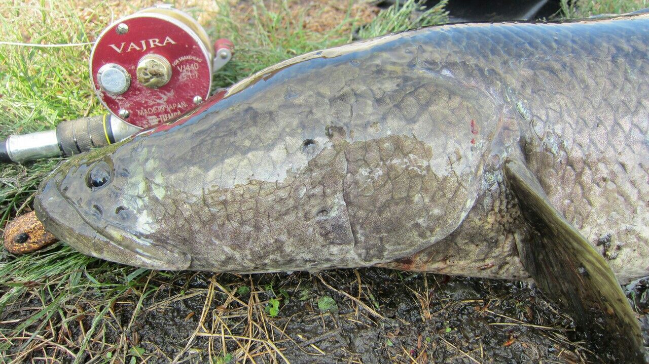 雷魚 夏の終わり ラストまで その2 生涯の幸せのために