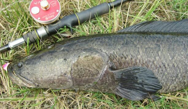 雷魚 夏の終わり~ラストまで!その2 : 生涯の幸せのために! 雷魚 夏の終わり~ラストまで!その2 : 生涯の幸せのために!