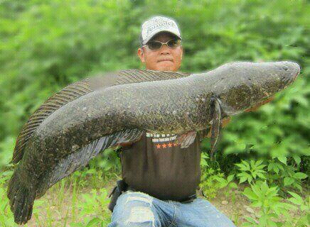 フェンウィック雷魚ロッド SIghtSpecial ! : 生涯 フェンウィック雷魚ロッド SIghtSpecial ! : 生涯