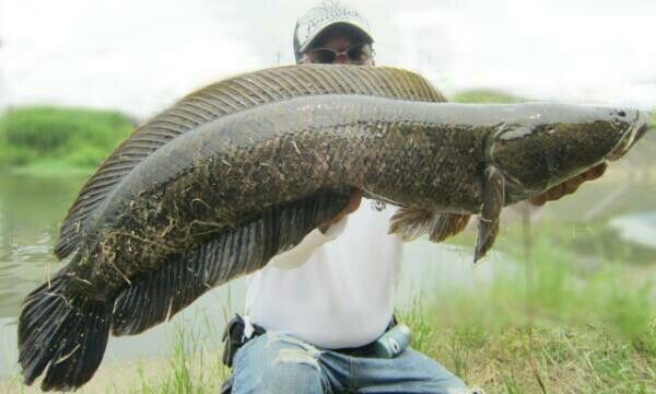 フェンウィック雷魚ロッド SIghtSpecial ! : 生涯 フェンウィック雷魚ロッド SIghtSpecial ! : 生涯