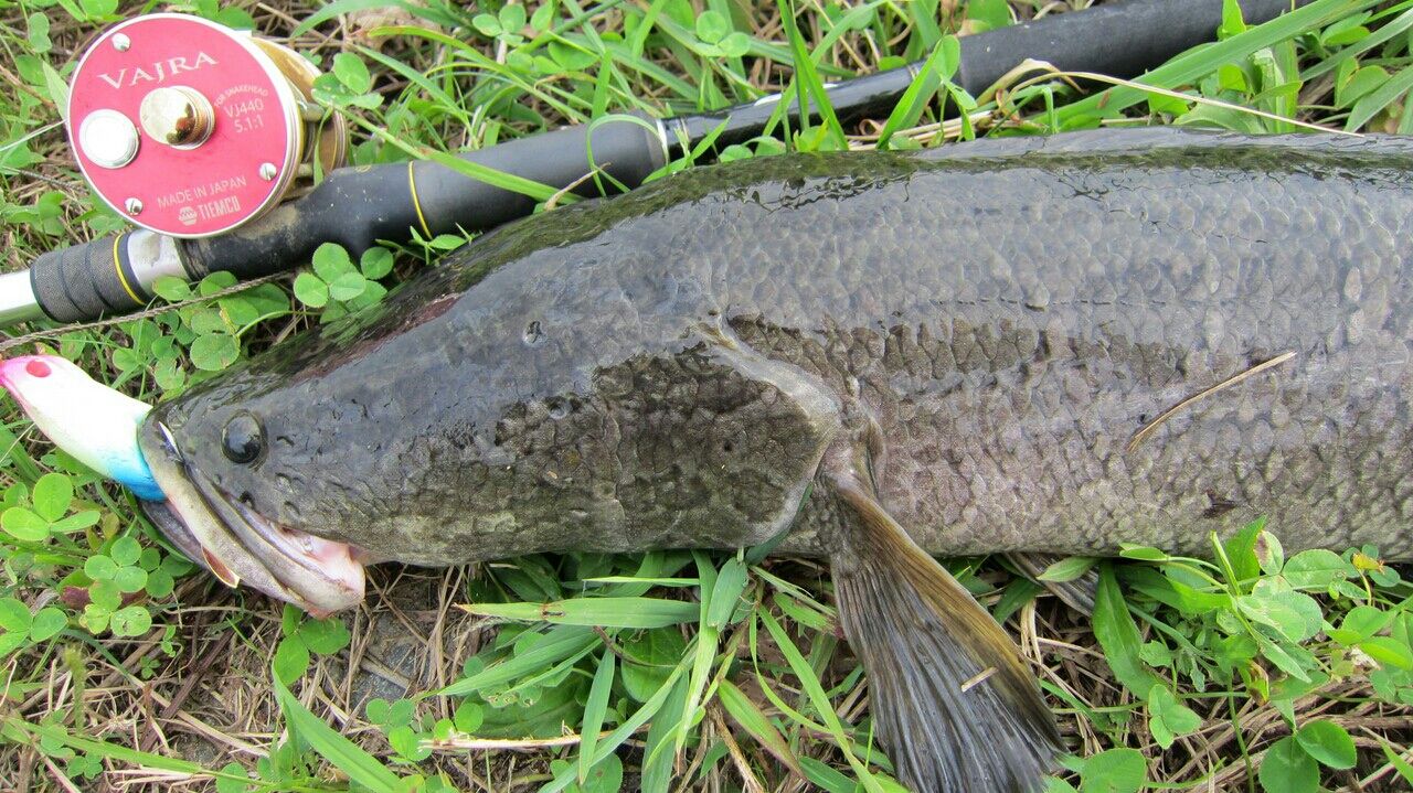 雷魚 夏の終わり ラストまで その2 生涯の幸せのために