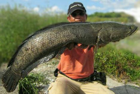 フェンウィック雷魚ロッド Small Waters！ : 生涯の幸せのために！