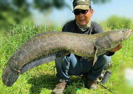 雷魚 夢の途中 生涯の幸せのために 雷魚 夢の途中 生涯の幸せのために