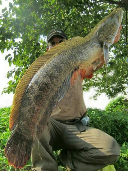 美品 フェンウィックFAV-SH 70C XHP+J スモールウォーター 雷魚 フェンウィック リンクス LINKS70SLP+J リンクス(LINKS) ☆NEW