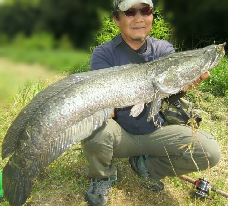 Gwの雷魚釣り 生涯の幸せのために Gwの雷魚釣り 生涯の幸せのために
