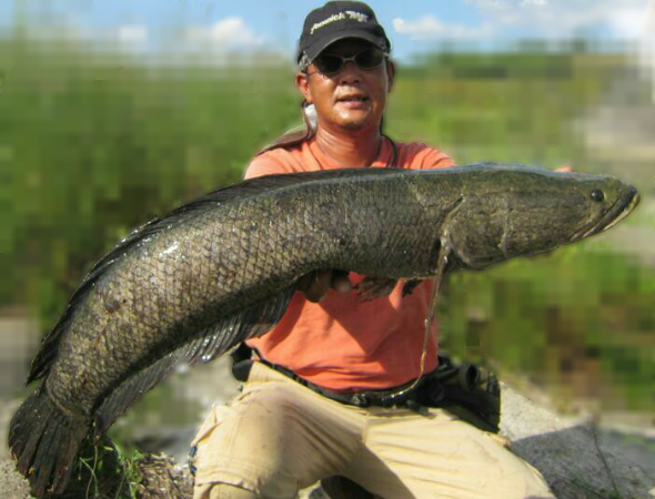 雷魚ギャラリー 持ち写真 その1 生涯の幸せのために