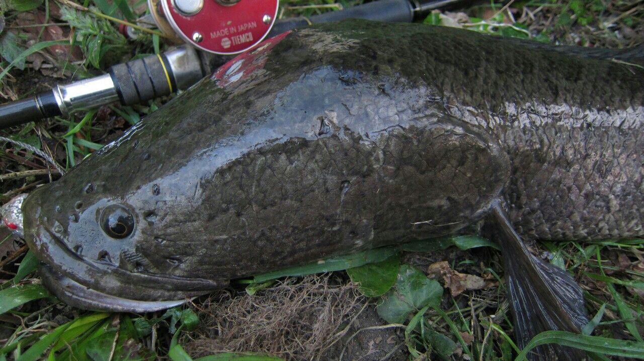 雷魚 夏の終わり ラストまで その2 生涯の幸せのために