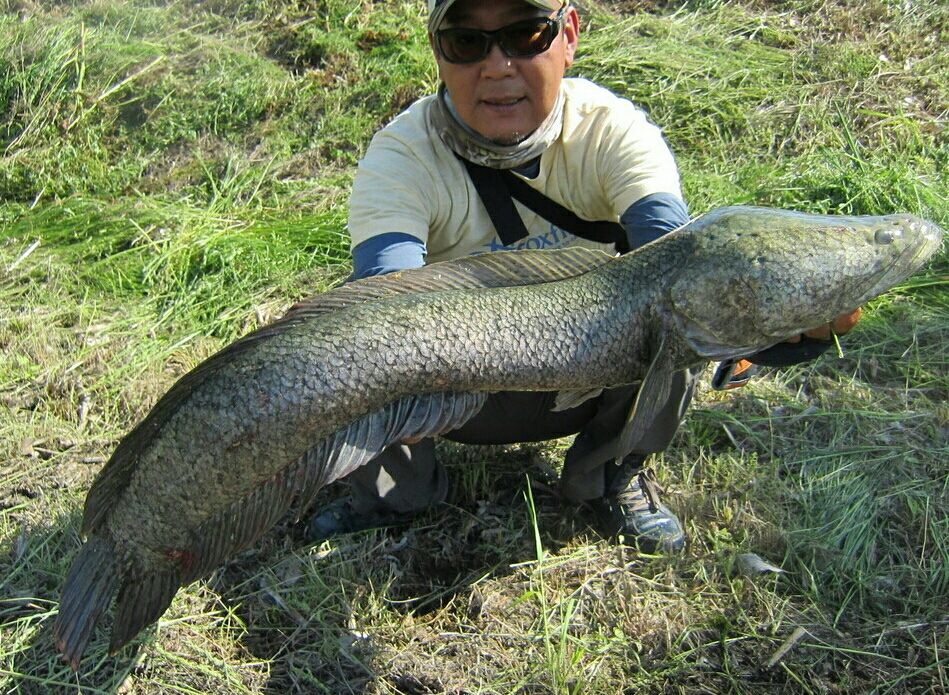 17雷魚 その 生涯の幸せのために 17雷魚 その 生涯の幸せのために