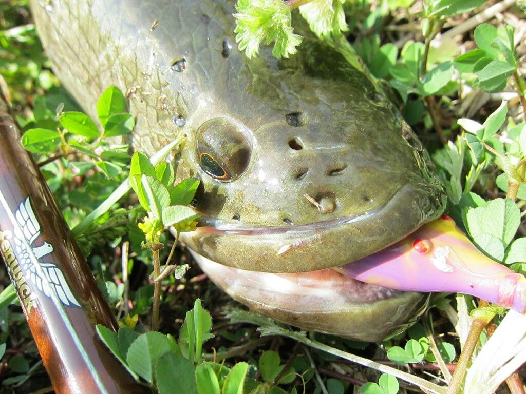 フェンウィック雷魚ロッド SIghtSpecial ! : 生涯 フェンウィック雷魚ロッド SIghtSpecial ! : 生涯