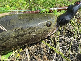 少し前の釣り 雷魚 生涯の幸せのために 少し前の釣り 雷魚 生涯の幸せのために