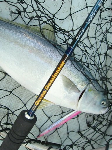 ヒラマサ クルーズ釣行 生涯の幸せのために ヒラマサ クルーズ釣行 生涯の幸せのために