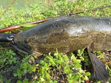 フェンウィック雷魚ロッド Small Waters! : 生涯の幸せのために! フェンウィック雷魚ロッド Small Waters! : 生涯の幸せのために!