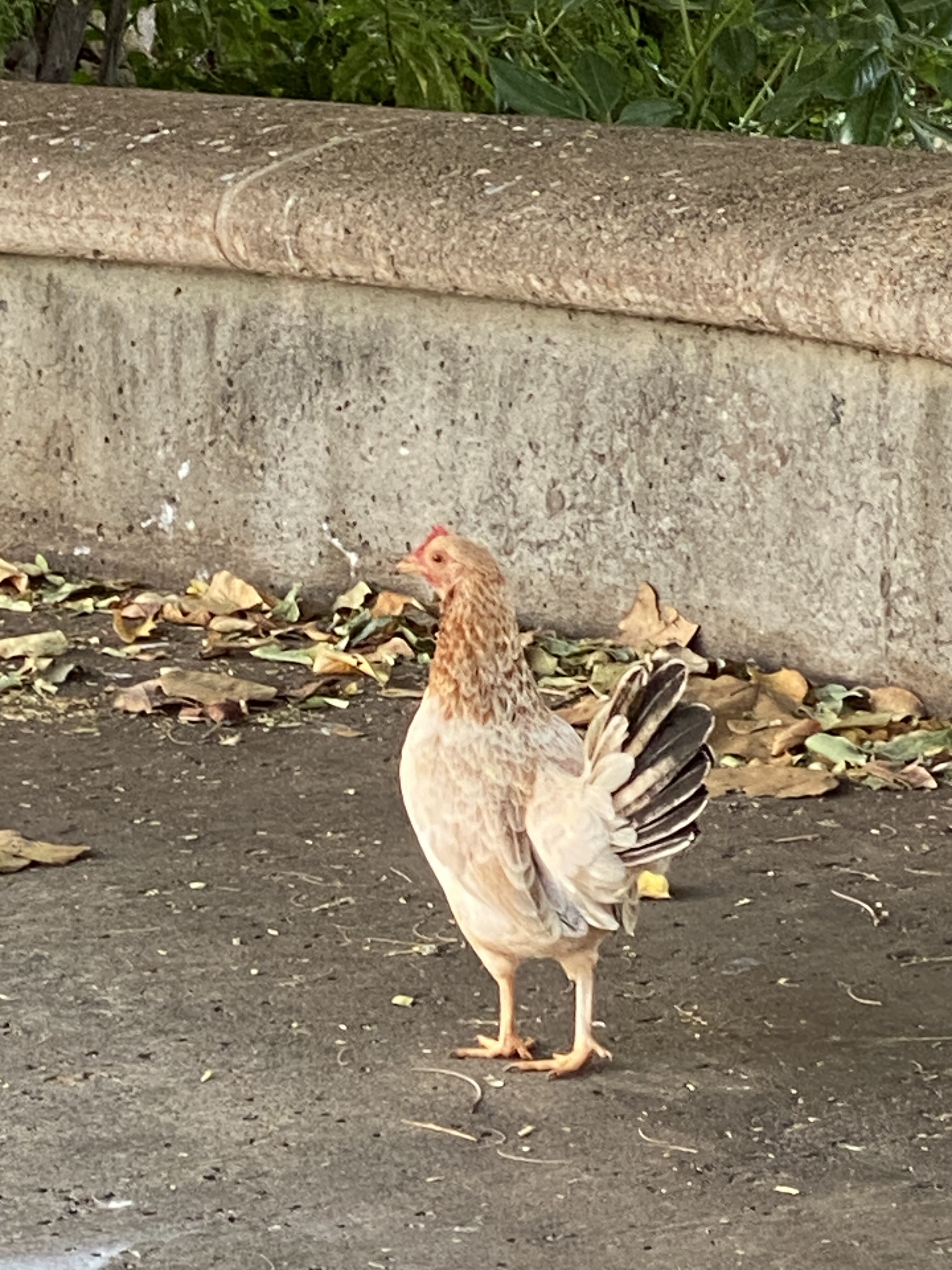 暇人、時々ひるがの高原へ行く! : 卵