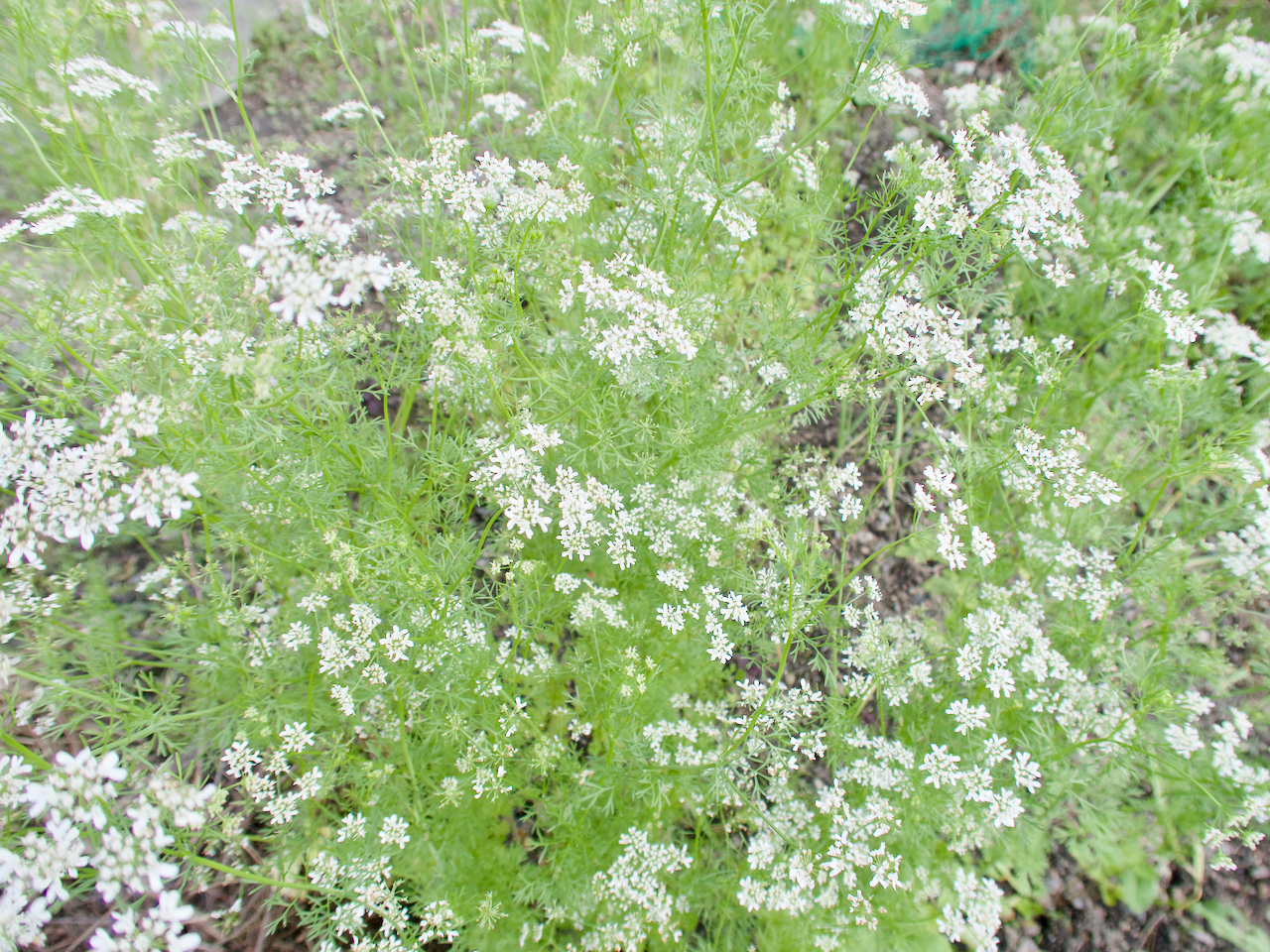 パクチーの花 野草 雑草 野菜の花 図鑑