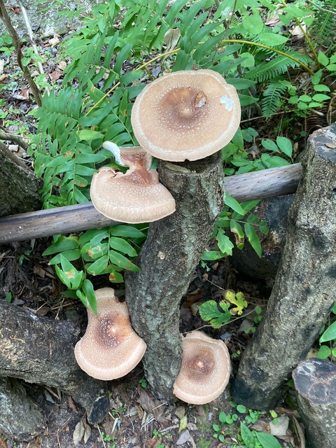 image0