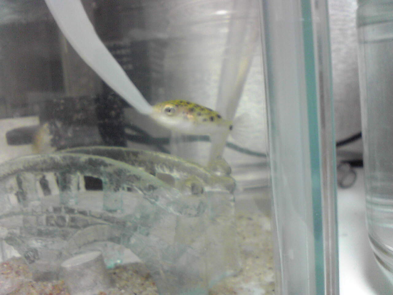 ゲーセンのミドリフグ その3 飛竜翔の廃人生活