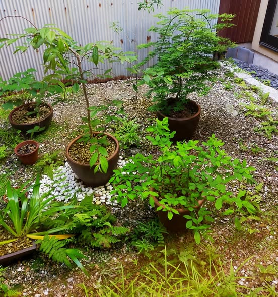 496484346_9812424848834622_5075970684275714534_n