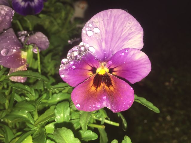 雨の中咲く花が綺麗 Hisae Boy Of Memories Garden 雨の中咲く花が綺麗 Hisae Boy Of Memories Garden