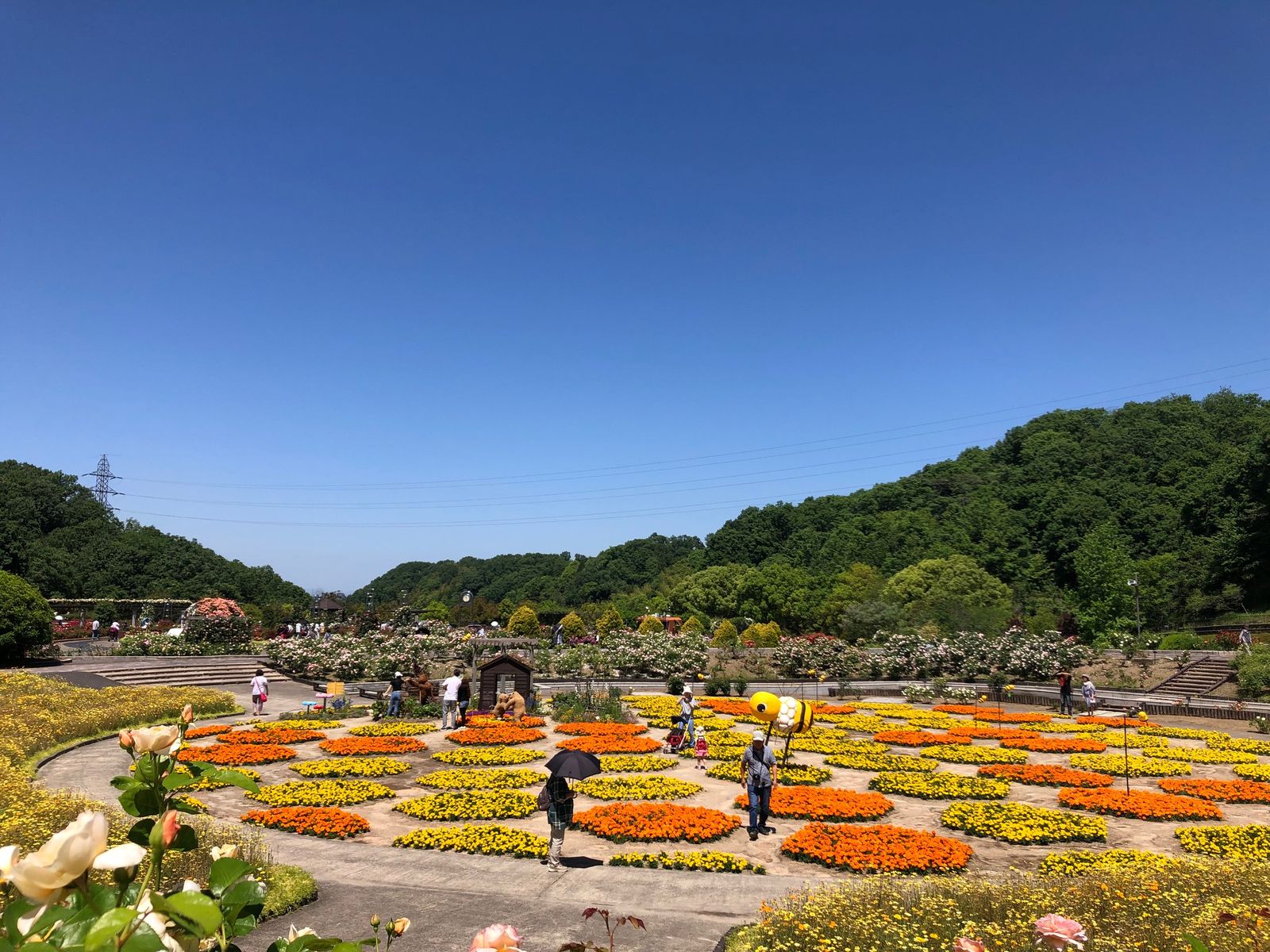 ｈｉｔ日本一のバラ園と茶臼山の芝桜 久居のバスガール 日記