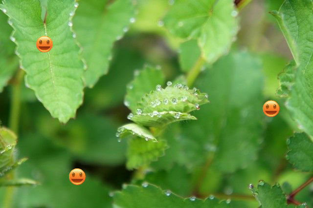 植物写真家に魅せられて 御世話ママの独りごと 植物写真家に魅せられて 御世話ママの独りごと