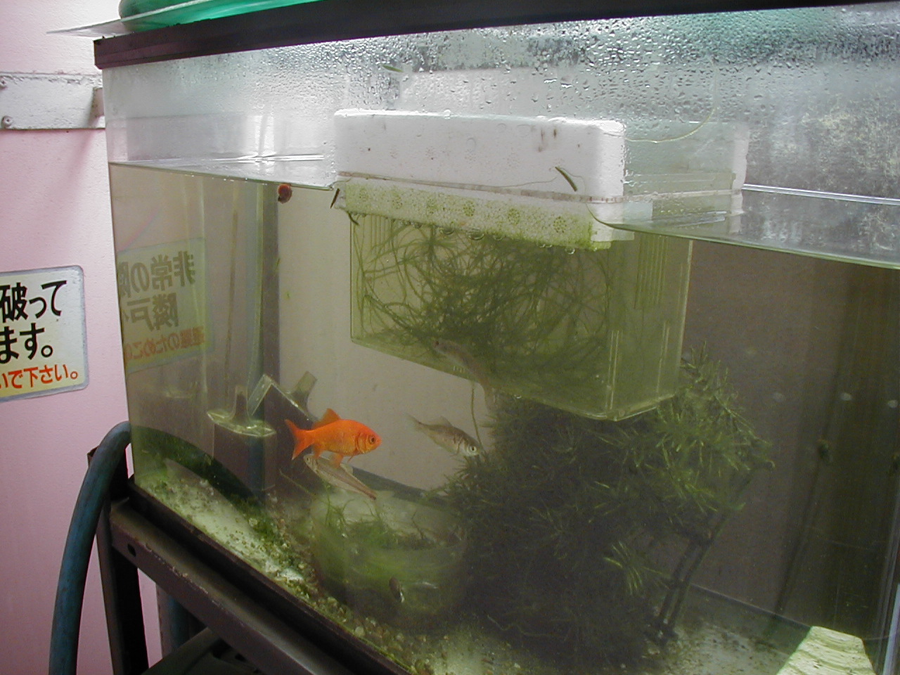 ヨシノボリ ベランダ 水槽の日記