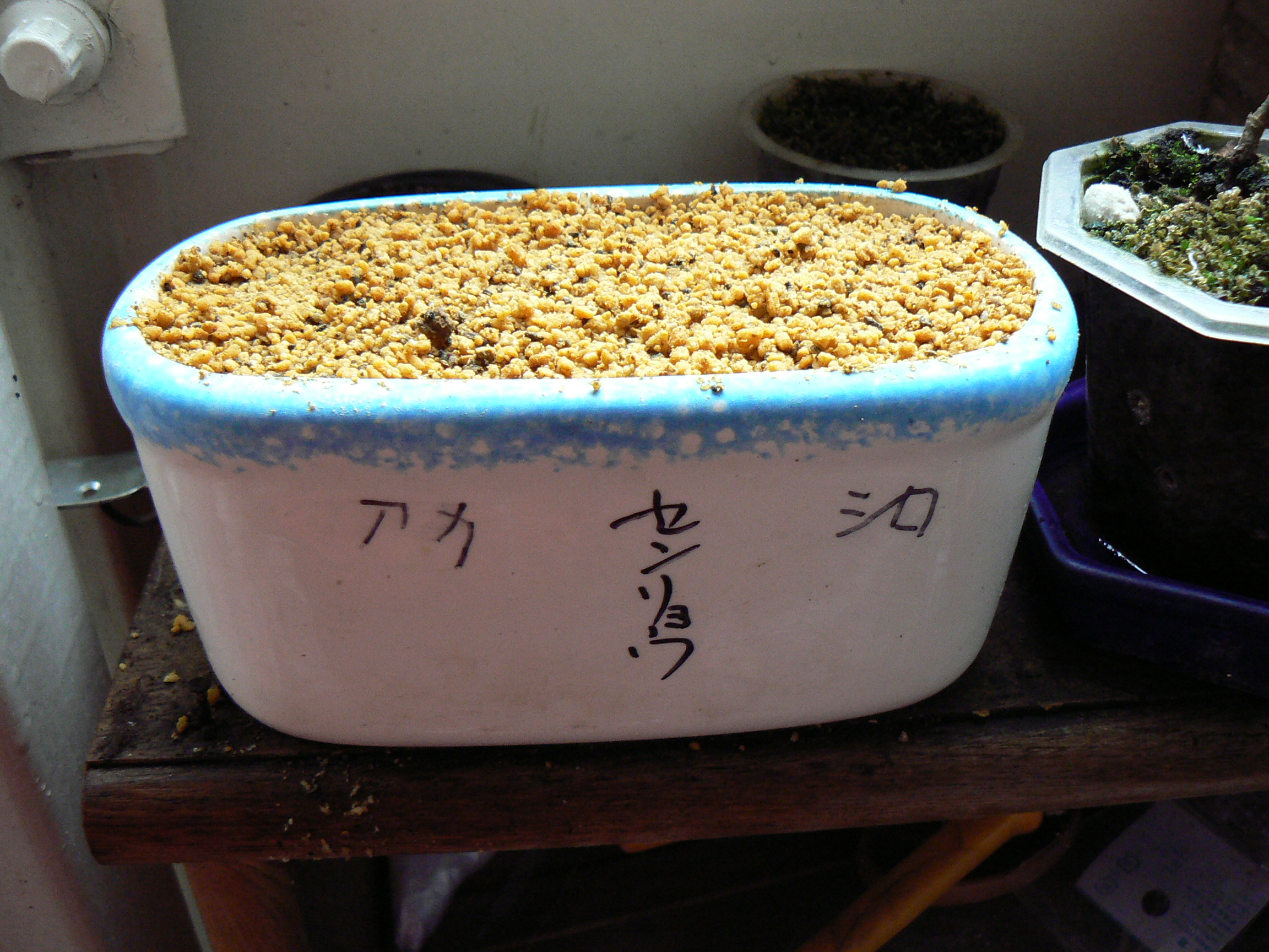 サボテン 千両 万両 ベランダ 水槽の日記