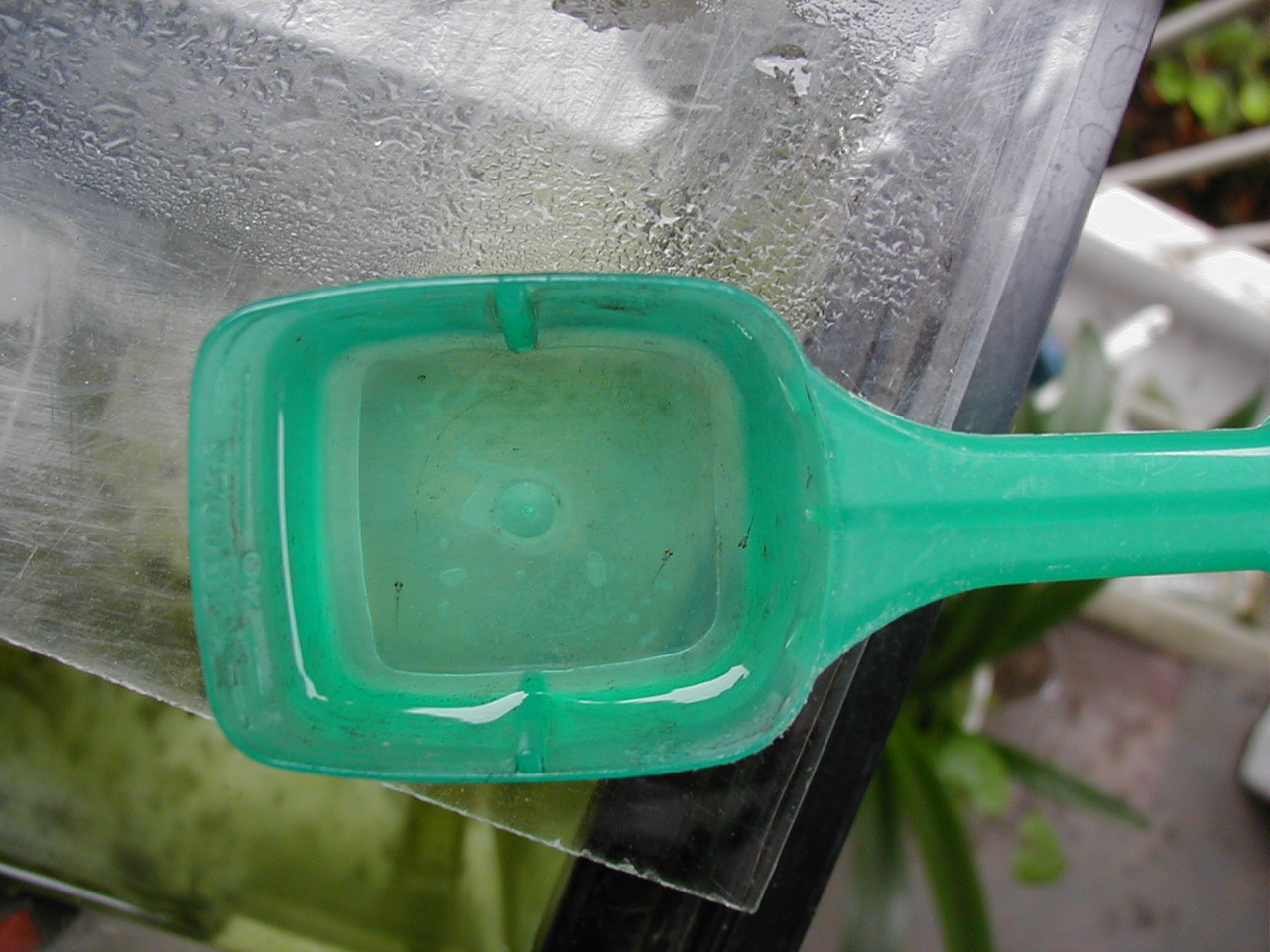 ヨシノボリ ベランダ 水槽の日記