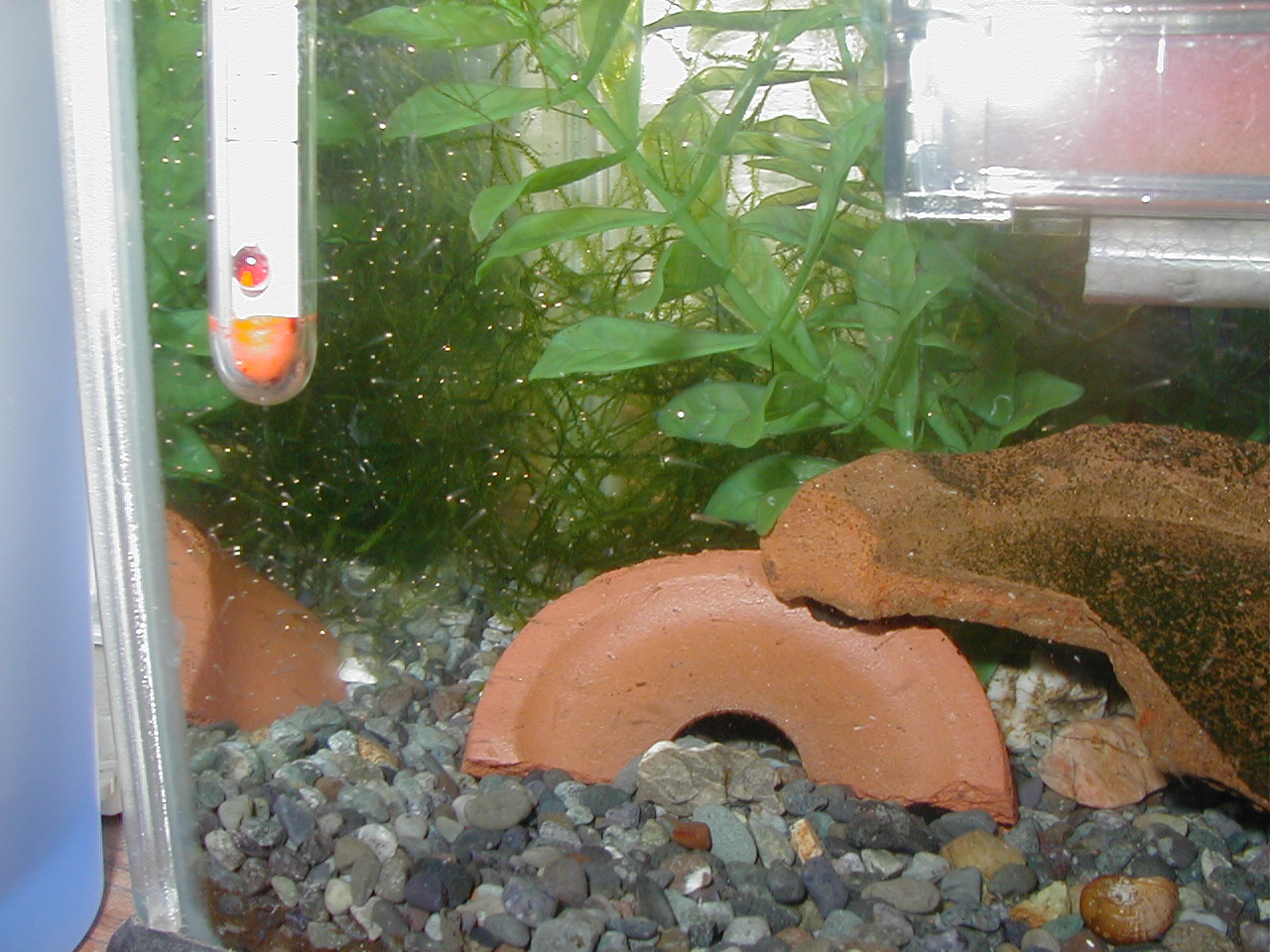 ヨシノボリ ベランダ 水槽の日記